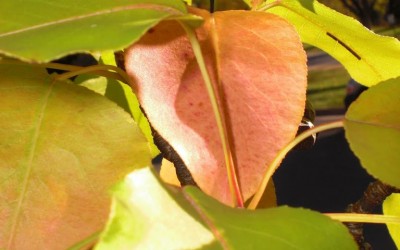 Nature at Liberty University