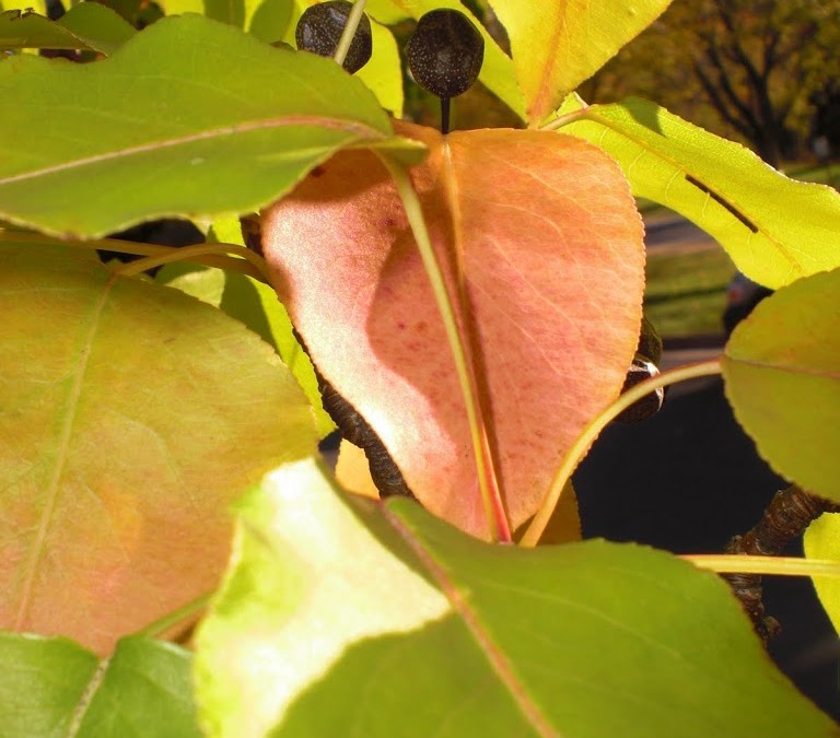 Nature at Liberty University