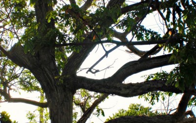 The Beauty of Jamaica