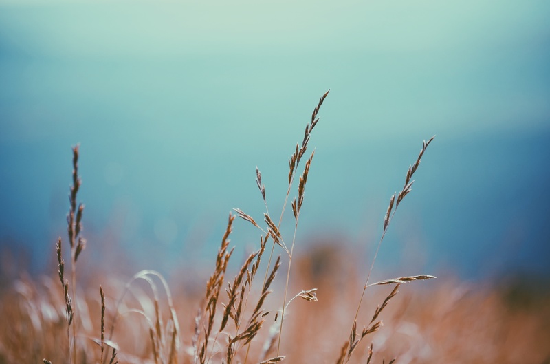 on gleaning. (and why your ordinary life is so good.)