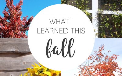 What I Learned This Fall