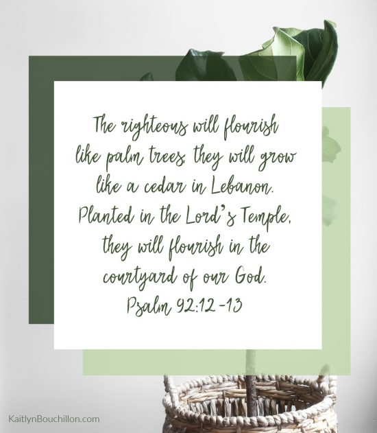 The righteous will flourish like palm trees; they will grow like a cedar in Lebanon. Planted in the Lord’s Temple, they will flourish in the courtyard of our God. (Psalm 92:12-13)