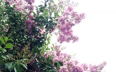 Trust Me, I Won’t Miss the Flowers This Time.