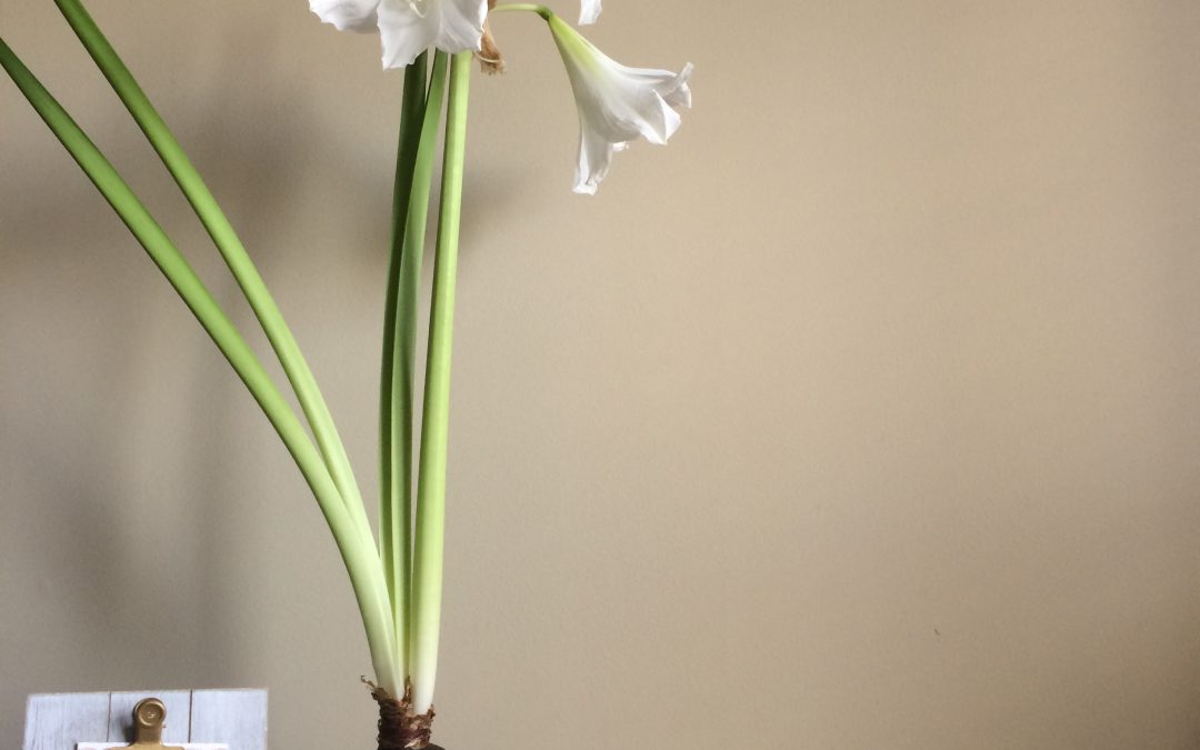 On Slow Growth and Deep Roots