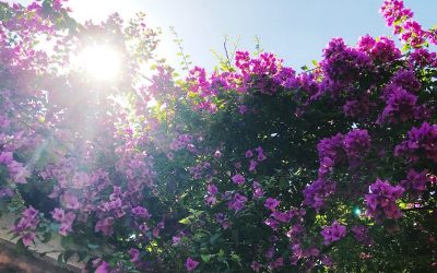 Thoughts from Israel (Warning: Big Feelings Ahead)