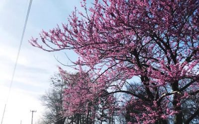 An Ordinary Challenge: Power Lines and Hidden Magic