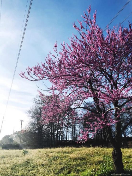 tree blooming in spring